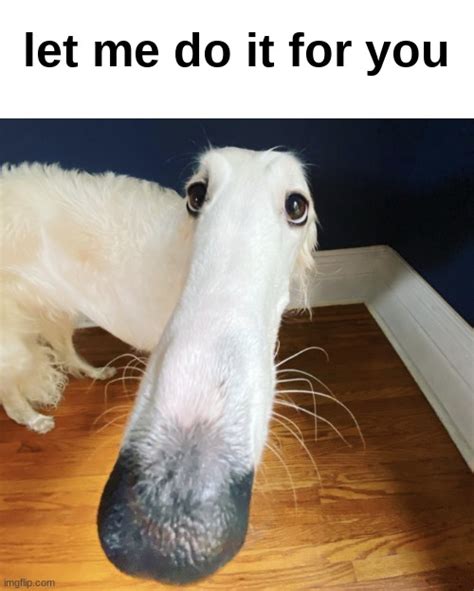 Let me do it for you meme with the Borzoi dog in it. . Let me do it for you